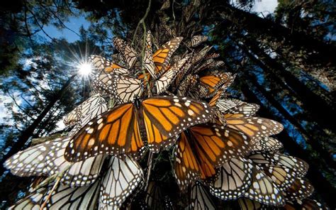 Llegan A Bosques Mexiquense Los Primeros Grupos De Mariposa Monarca