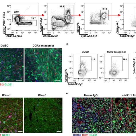 Infiltrated Cd169⁺ Macrophages Promote Antitumor Immune Responses A