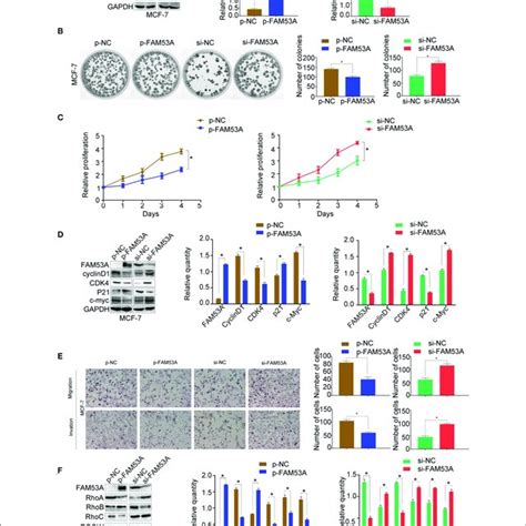 Fam53a Regulates Mda Mb 231 Cells Via The Mekerk Signaling Pathway