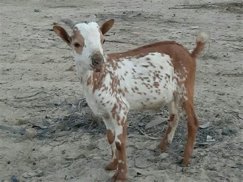 White And Brown Eid Qurbani Male Goats Weight 20 30 Kg At Rs 5000kg