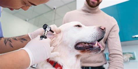 Otitis en perros Prevención y tratamiento Fanáticos de las mascotas