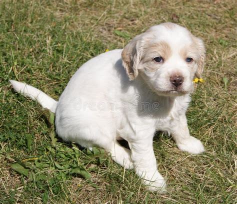 Cuteness Overload With Adorable Puppy Love Stock Photo Image Of Cute