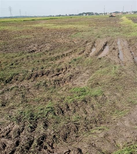 Dampak Bendungan Pintu Air Rusak Hektare Sawah Warga Desa Mauk