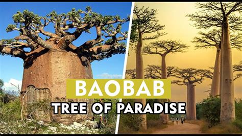 Discover Me Tree Of Paradise Facts About The Baobab Tree Youtube