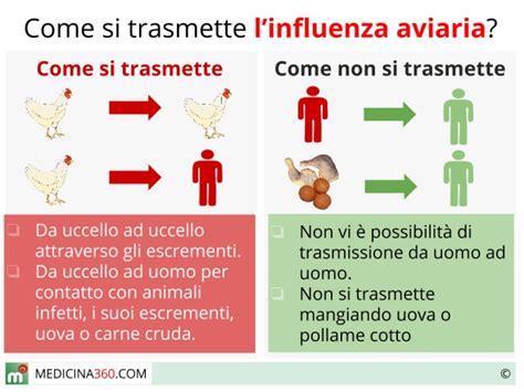 Influenza Aviaria Virus Sintomi E Prevenzione Della Malattia Infettiva