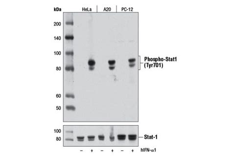 Phospho Stat1 Tyr701 D4a7 Rabbit Mab Cell Signaling Technology