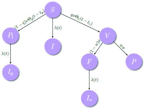 Schematic representation of the epidemiological model representing its ...