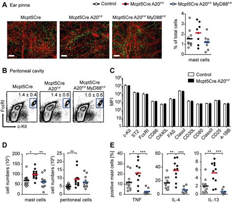 In Vivo Homeostasis Of A Deficient Mast Cells A Representative