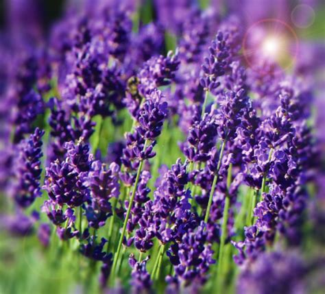 Lavandula Angustifolia Hidcote Mr Middleton Garden Shop