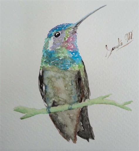 Pin De Sacnité Mayo En Colibríes En Acuarela Colibrí En Acuarela