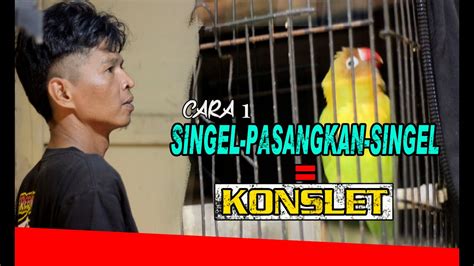 Cara Mudah Anti Ribet Proses Penggacoran Lovebird KONSLET II Joki