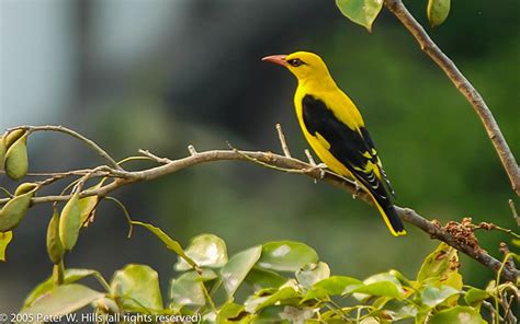 Oriole Eurasian Golden Oriolus Oriolus Male India World Bird Photos