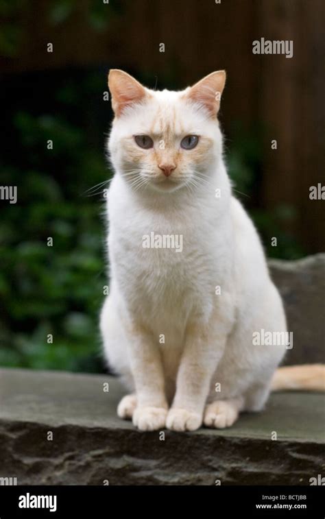 Young Siamese mix cat Stock Photo - Alamy