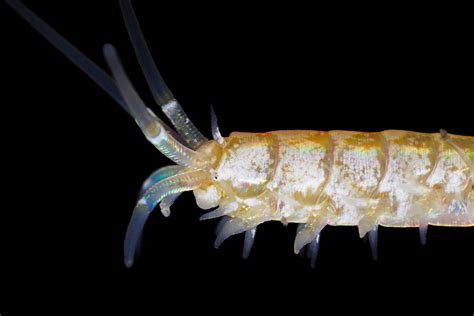 Great Barrier Reef Bristle Worms