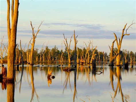 Free Images Beach Landscape Sea Tree Water Nature Marsh Swamp