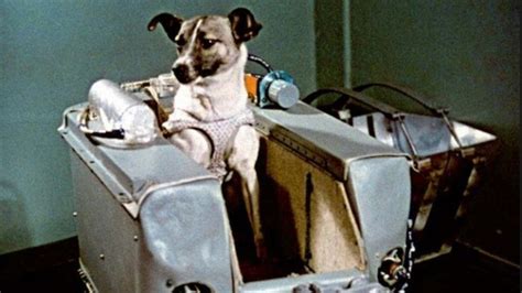 La Pionera En El Espacio Se Cumplen 60 Años Del Viaje De La Perrita