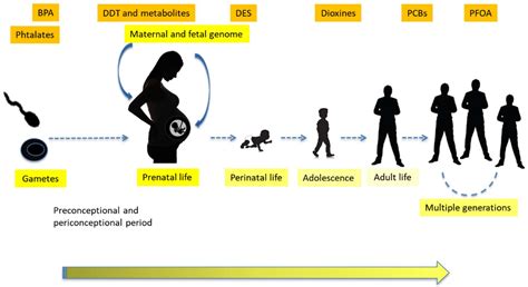 Ijms Free Full Text Current Knowledge On Endocrine Disrupting