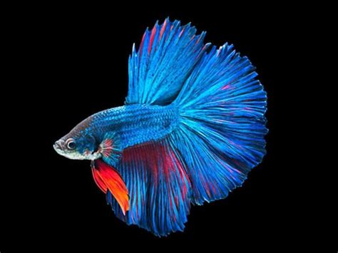 Super Delta Betta Male Betta Betta Fish Underwater Wallpaper