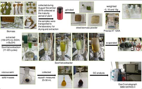 Figure 1 From Determination Of Scopolamine By Gas Chromatography From Different Parts Of The