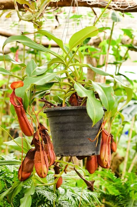 Nepenthes Ampullaria Jack Groene Plant Voor Natuurlijke Achtergrond