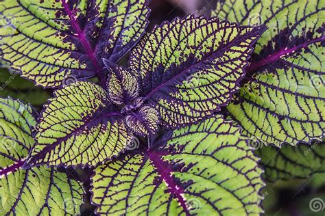 Variegated Coleus Leaves Stock Photo Image Of Plant 27413822