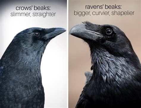 Common Raven Vs American Crow