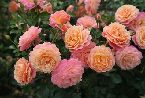 Peach Melba Climbing Rose Litre Stewarts Garden Centre