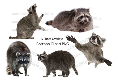 Raccoon Raccoons Bundle Png Vector Clip Art Monkey Print Wild Cute