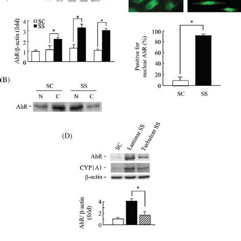 Effects Of Aryl Hydrocarbon Receptor AhR Inhibition On The