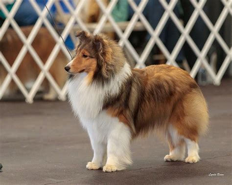The 5 Sheltie Colors In Pictures Artofit