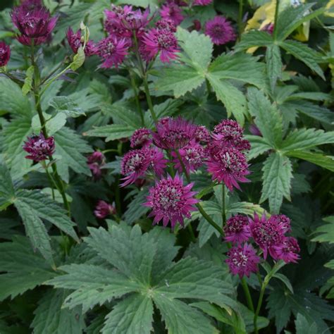 Astrantia Major Claret Find Haveplanter