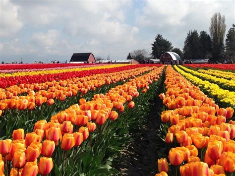 Skagit Valley Tulip Festival Global Adventuress