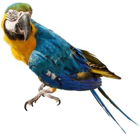 Blue And Yellow Macaw Png Transparent Images Png All