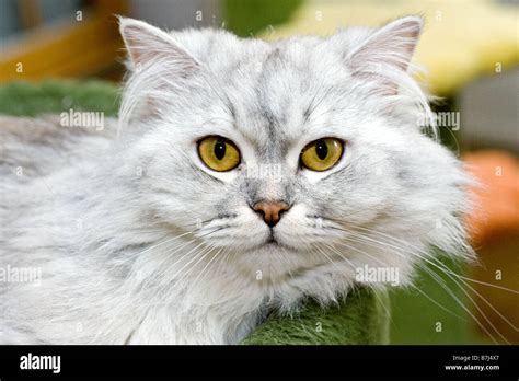 Long-haired cat. Portrait of silver adult Stock Photo - Alamy