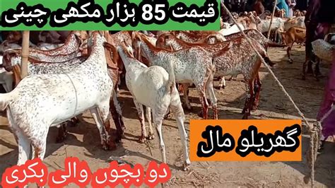 pkgoatsfaram دو بچوں والی بکری مکھی چینی گریلو مال BWP YouTube