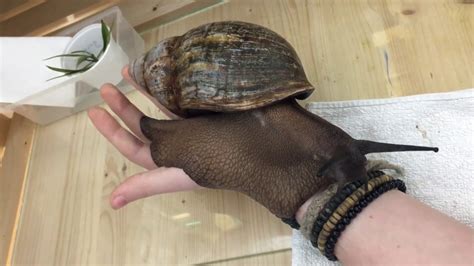 Biggest Snail In The World Youtube