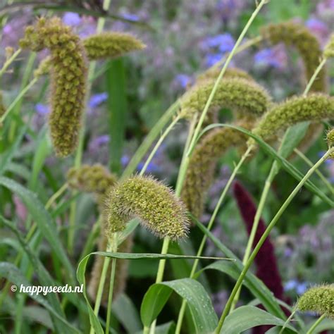 Vogelgierst Zaden Happy Seeds Webwinkel