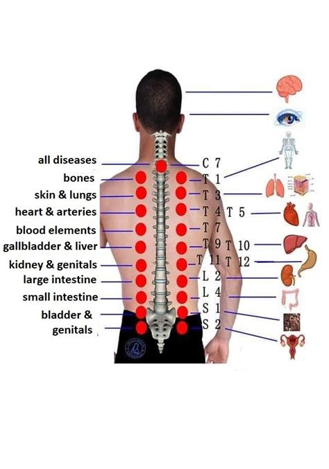 Sunnah Points On Body Hijama Cupping Therapy