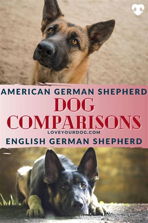 American Vs European German Shepherds Whats The Difference Video