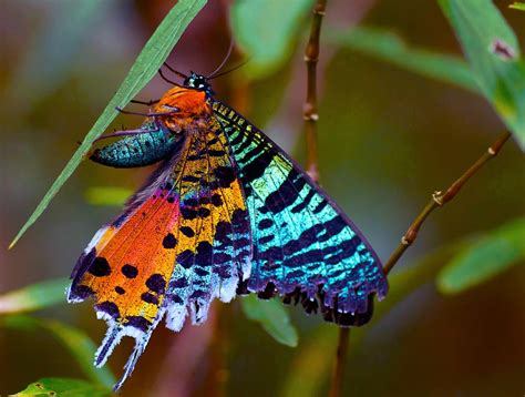 Madagascan Sunset Moth: Identification, Life Cycle, Facts & Pictures