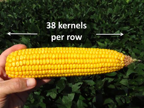 Estimating Corn Yields