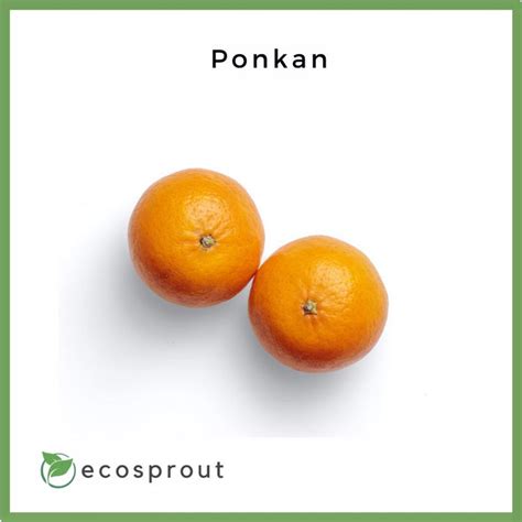 Fresh Ponkan For Delivery Near Me – Ecosprout