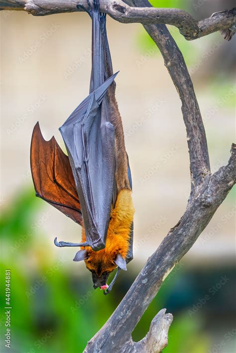 The giant golden-crowned flying fox, also known as the golden-capped ...