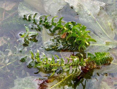 Moczarka Kanadyjska Elodea Canadensis Zielnik Karpacki Pl