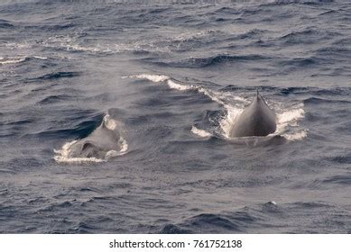 Humpback Whale Breaching Stock Photo 761752138 | Shutterstock