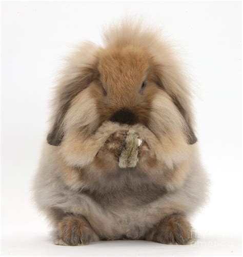 Lionhead X Lop Rabbit Grooming Photograph By Mark Taylor