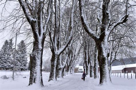 Les arbres bicentenaires de l Allée des Tilleuls d Arçon dans le Doubs