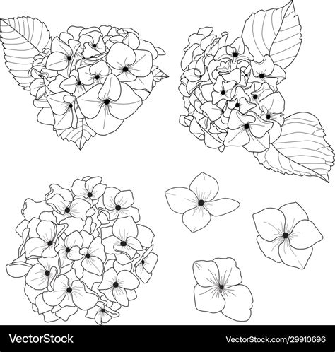 Hydrangea Flower Draw Doodle Black And White Line Vector Image