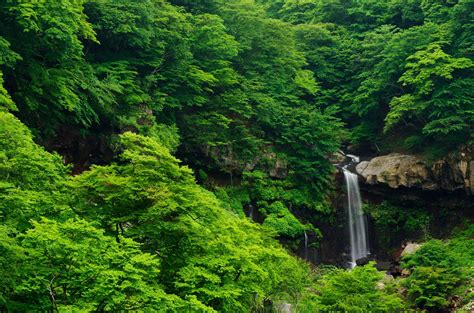 Green Leafed Tree Nature Landscape Forest Tropical Forest Hd