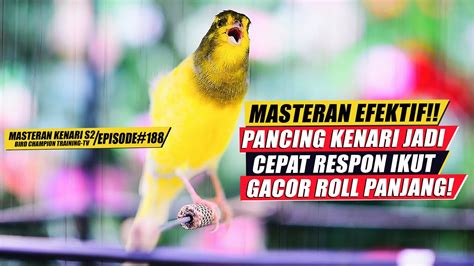 Masteran Suara Burung Kenari Gacor Panjang Cuit Cuit Ngerol Untuk